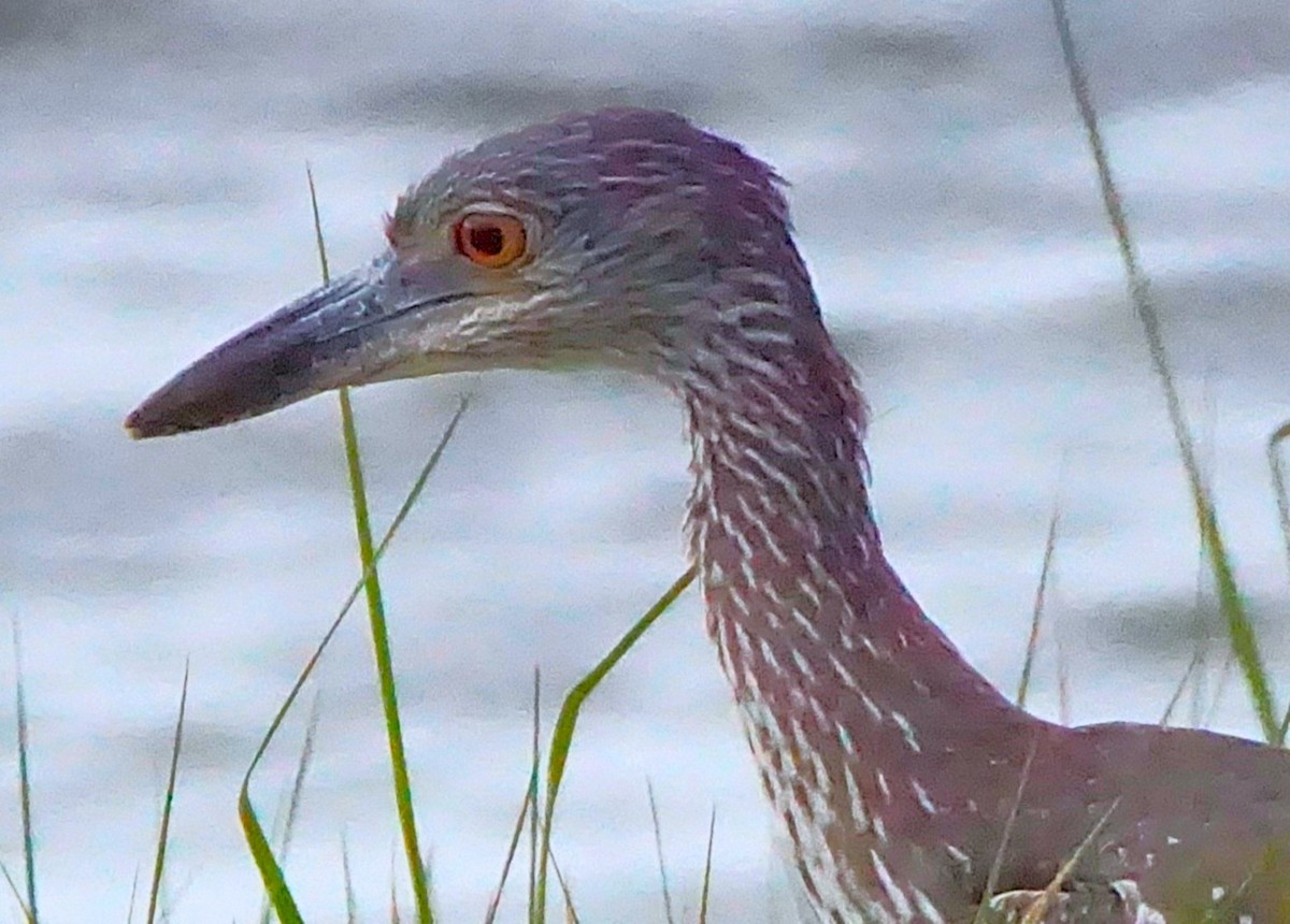 kvakoš žlutočelý - ML645257316