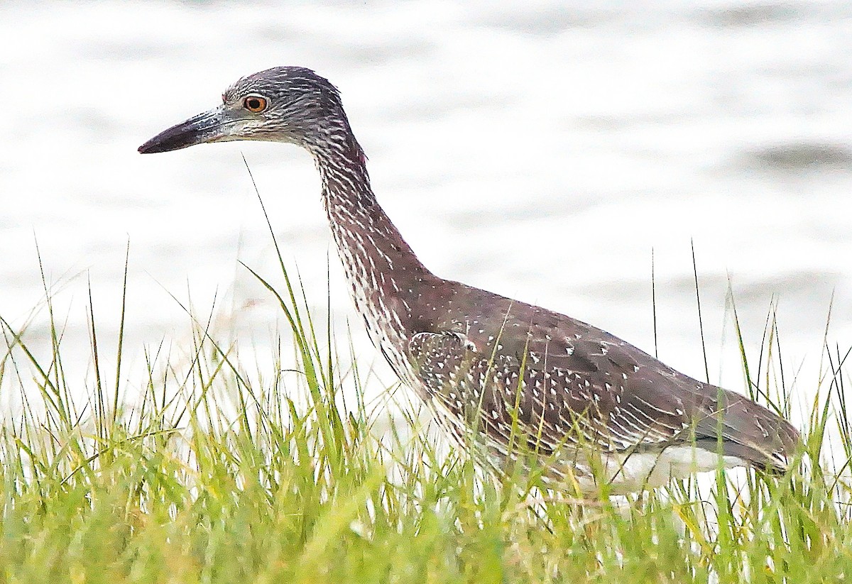 kvakoš žlutočelý - ML645257318