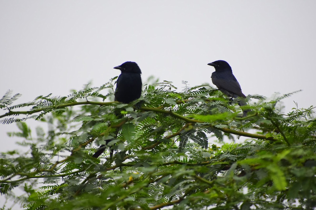 Black Drongo - ML645257319