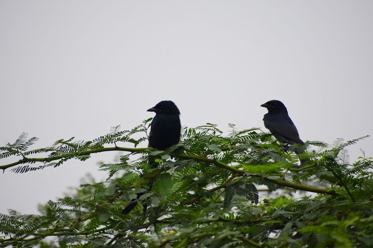 Black Drongo - ML645257320