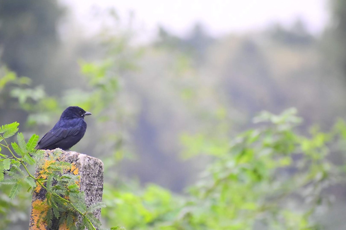 Black Drongo - ML645257322