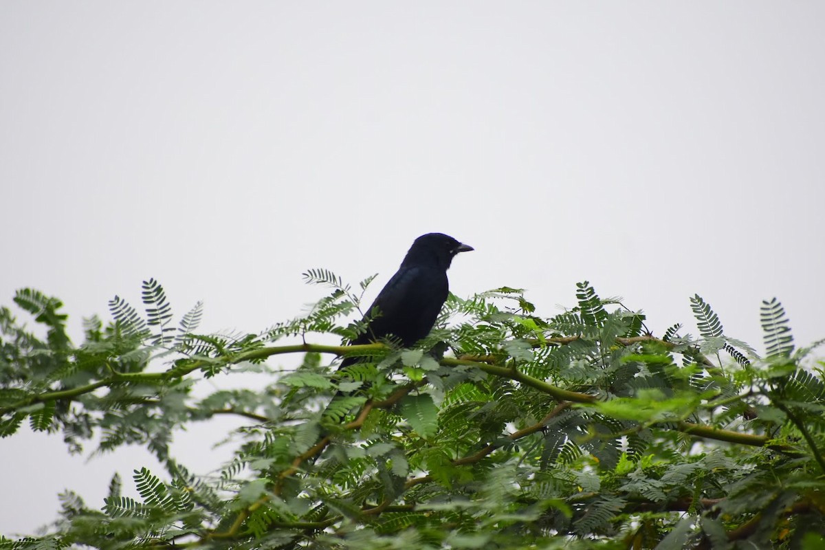 Black Drongo - ML645257323
