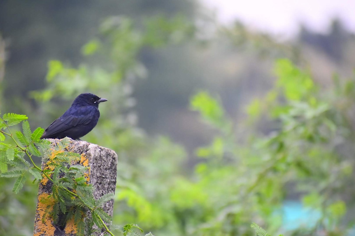 Black Drongo - ML645257324