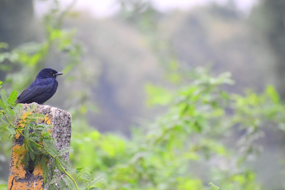 Black Drongo - ML645257325