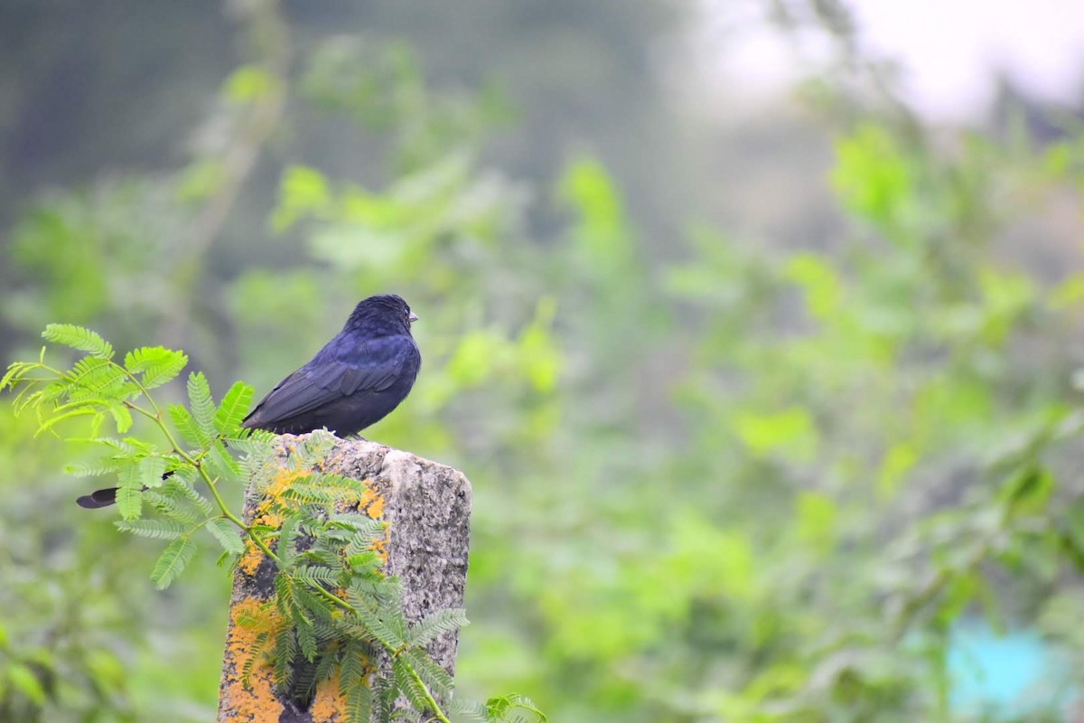 Black Drongo - ML645257326