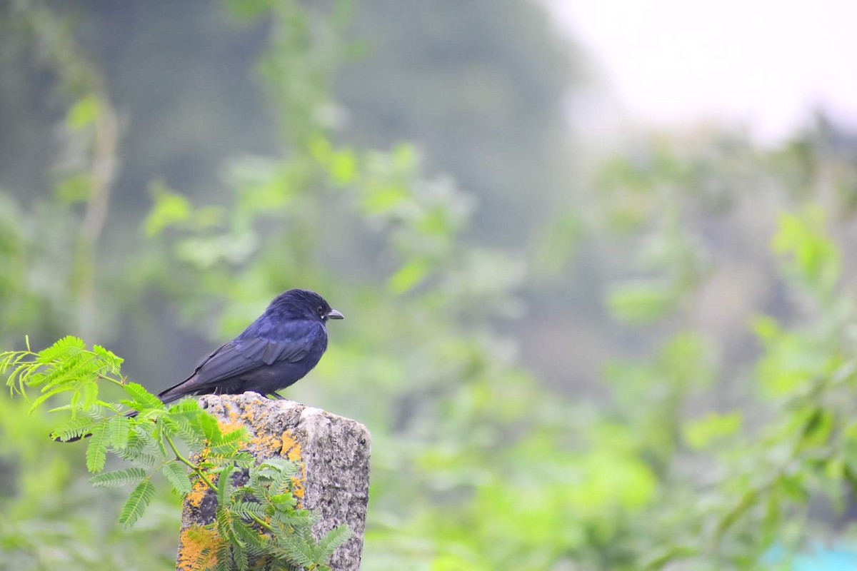 Black Drongo - ML645257327
