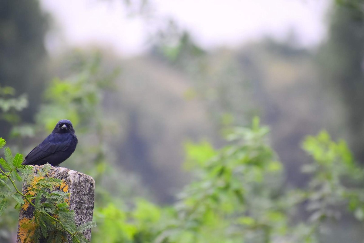 Black Drongo - ML645257328
