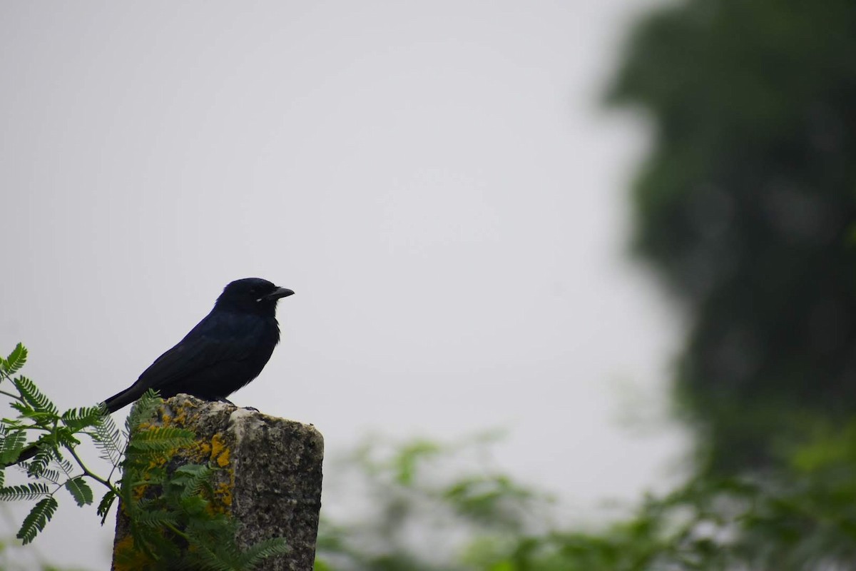 Black Drongo - ML645257329