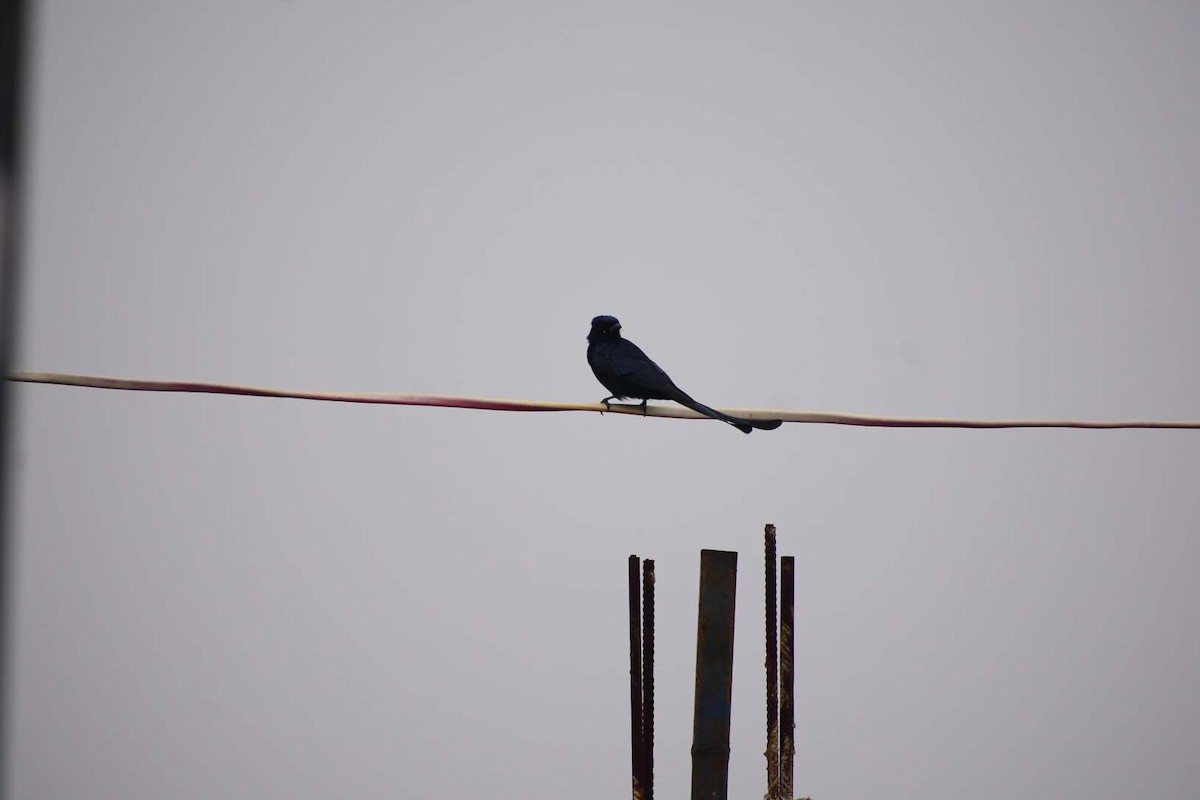 Black Drongo - ML645257330