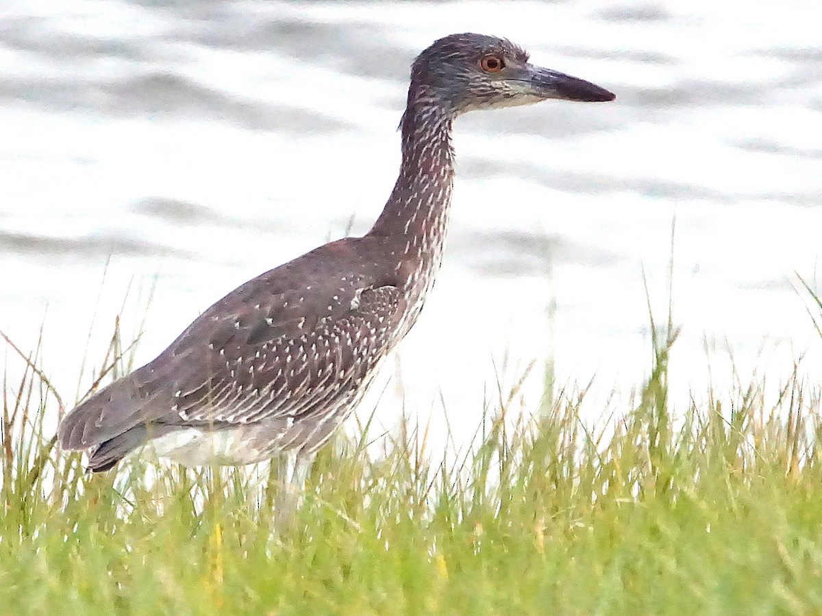 kvakoš žlutočelý - ML645257332