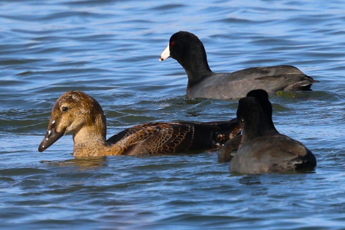 King Eider - ML645257336