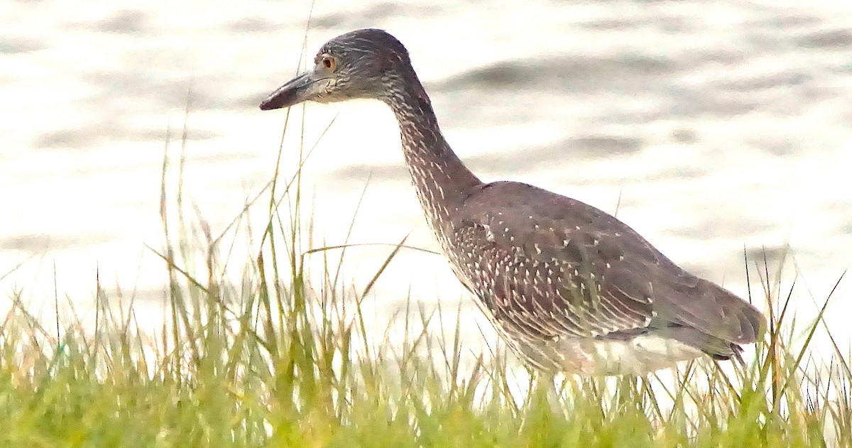 kvakoš žlutočelý - ML645257344