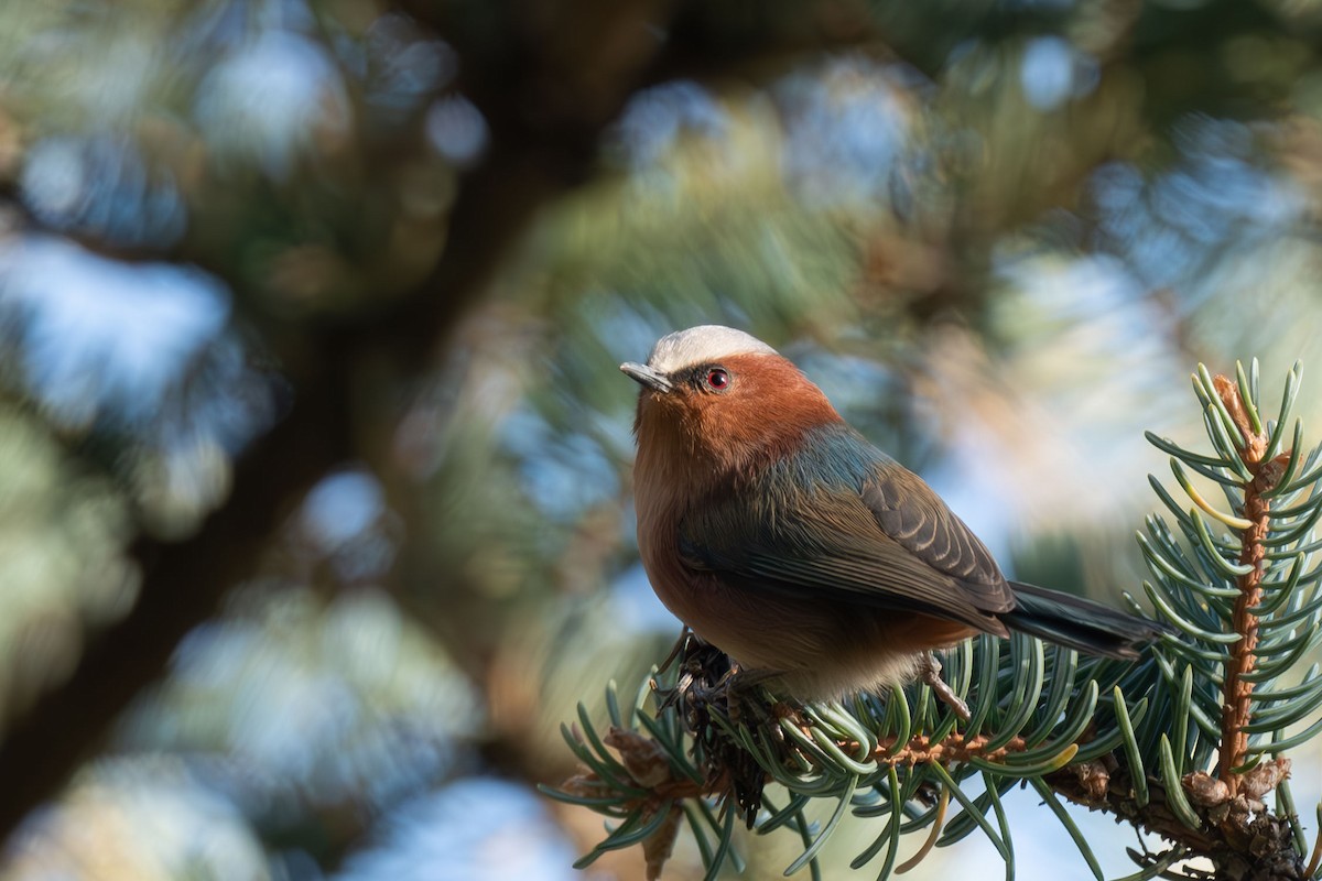 pěnčík chocholatý - ML645257345