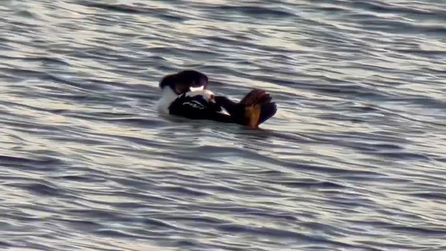 Исландский гоголь - ML645257349