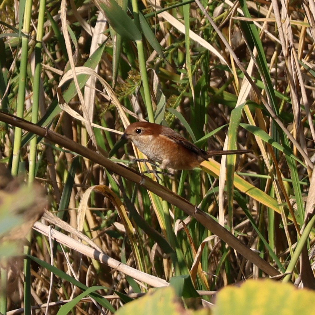 Bull-headed Shrike - ML645257350