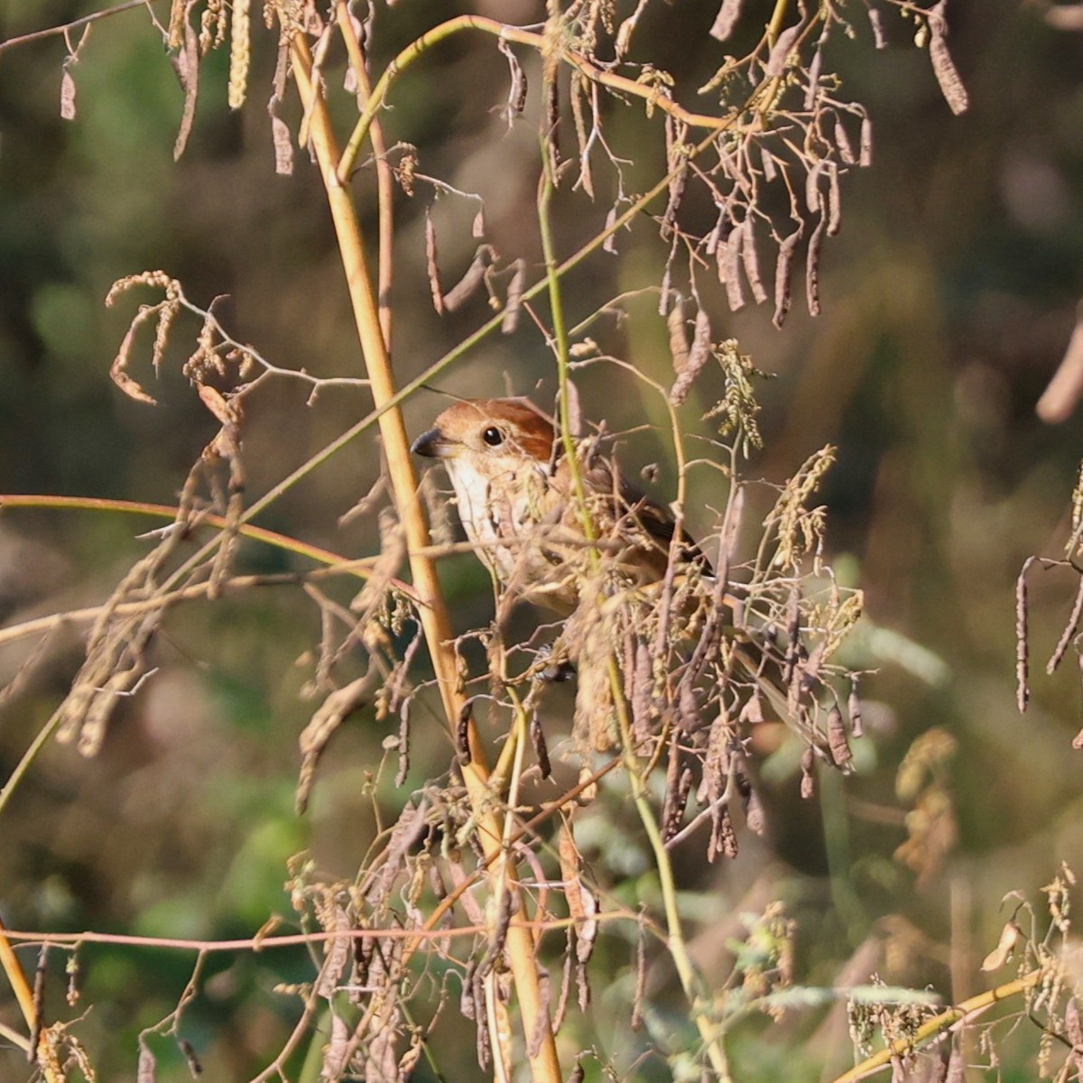 Bull-headed Shrike - ML645257351