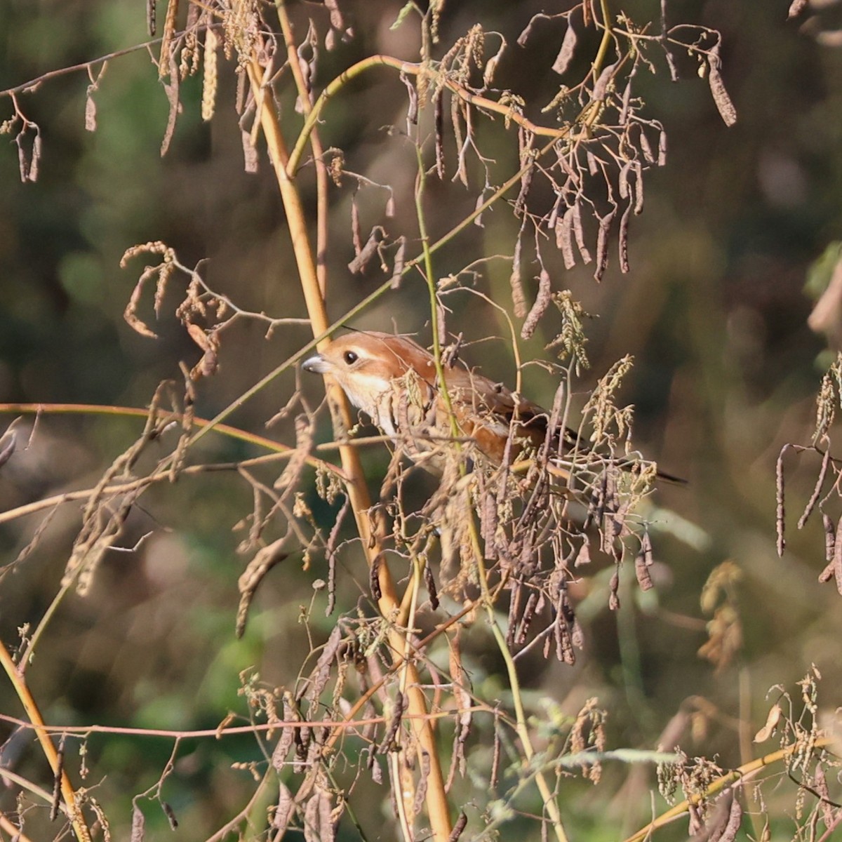 Bull-headed Shrike - ML645257352