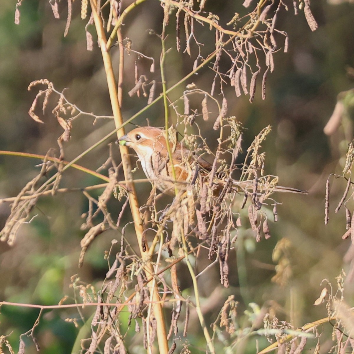 Bull-headed Shrike - ML645257353
