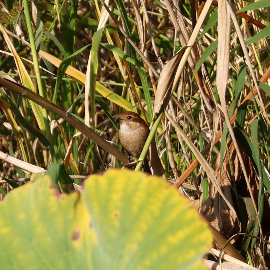 Bull-headed Shrike - ML645257354