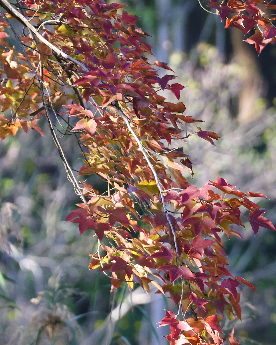 Bull-headed Shrike - ML645257355