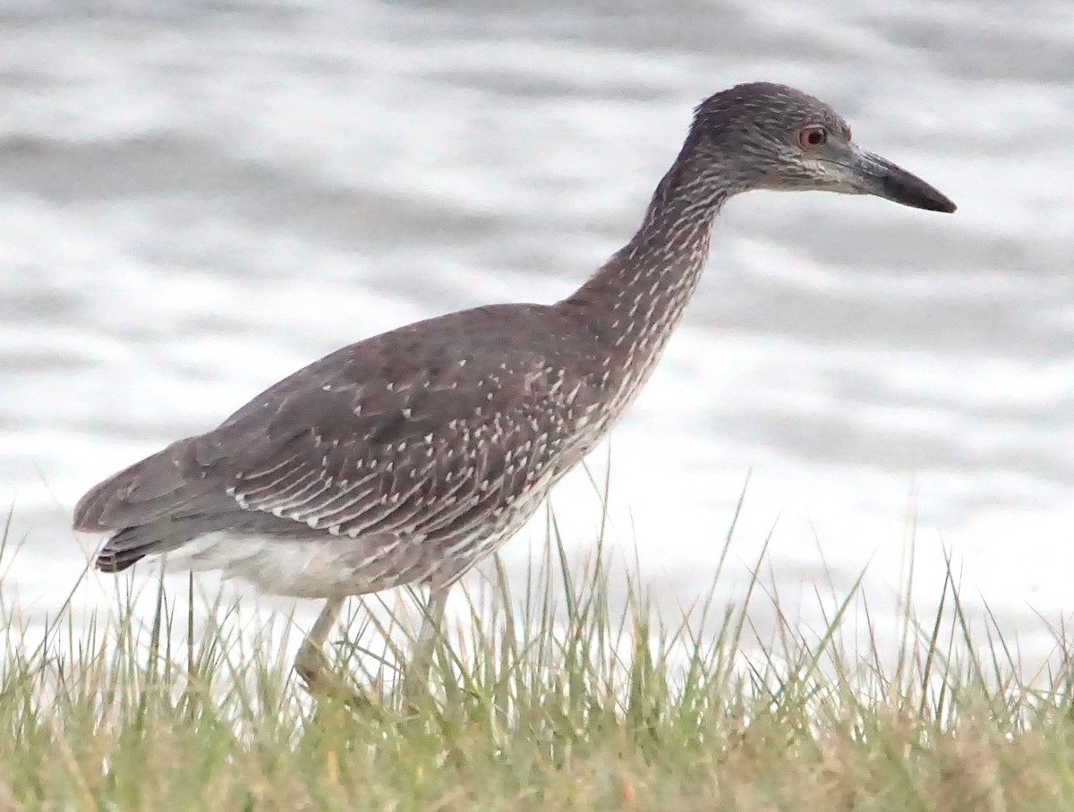 Yellow-crowned Night Heron - ML645257356