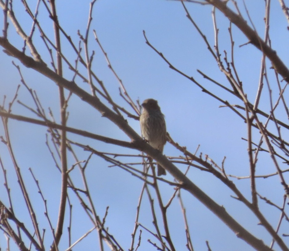 House Finch - ML645257357