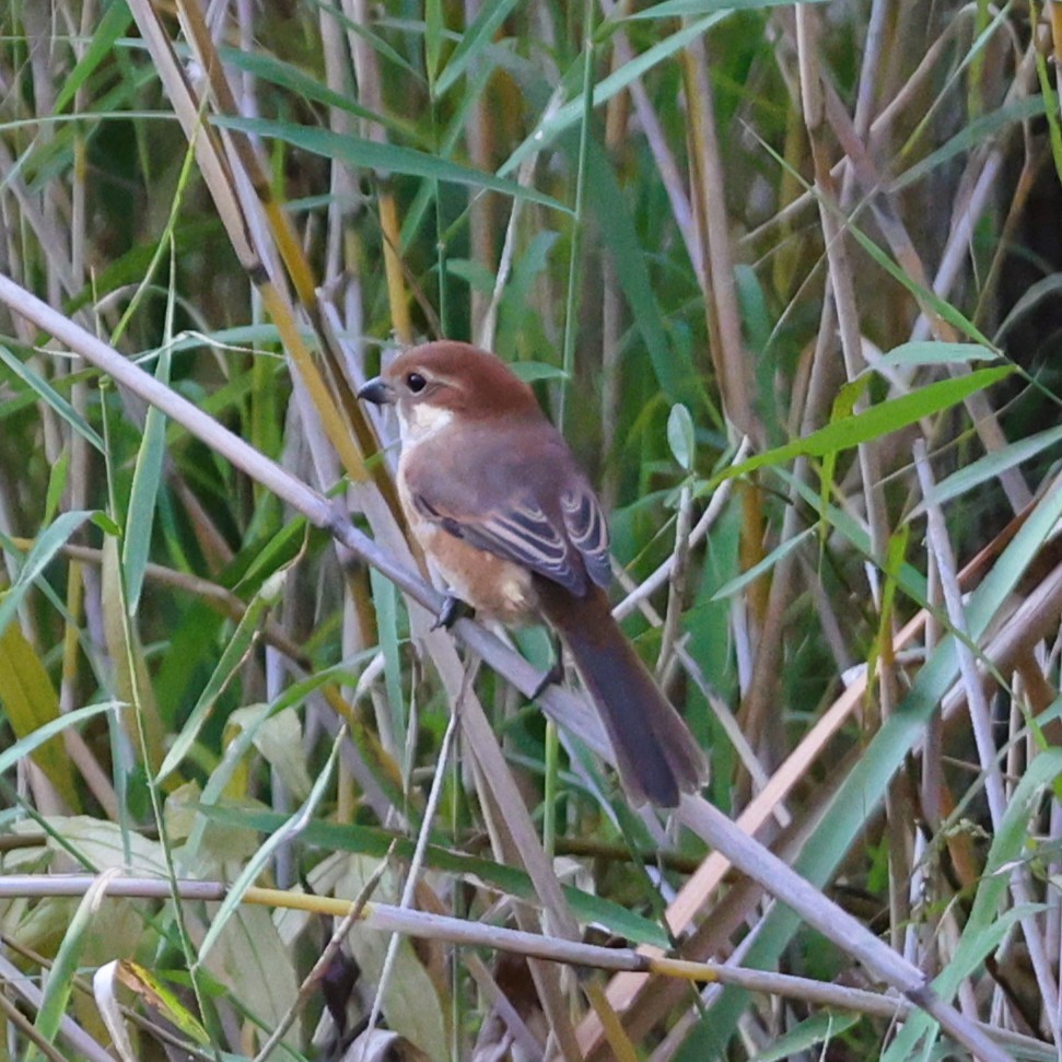 Bull-headed Shrike - ML645257358