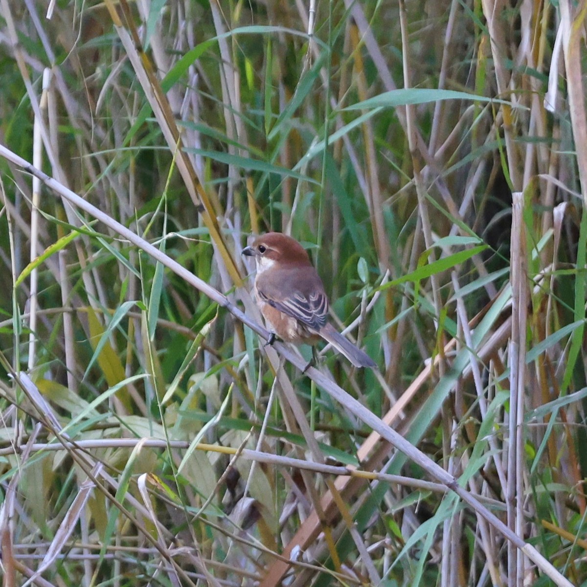 Bull-headed Shrike - ML645257359