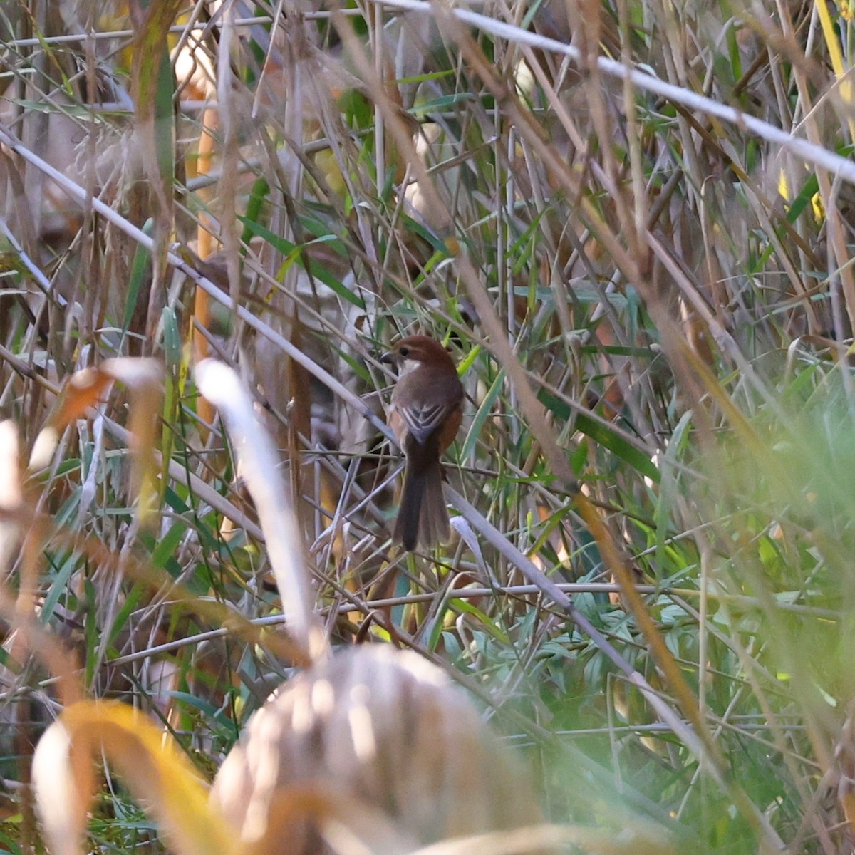 Bull-headed Shrike - ML645257360