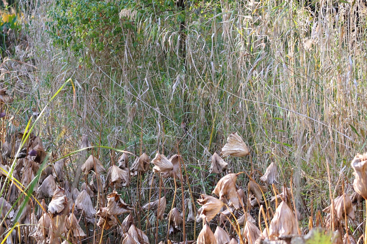 Bull-headed Shrike - ML645257361