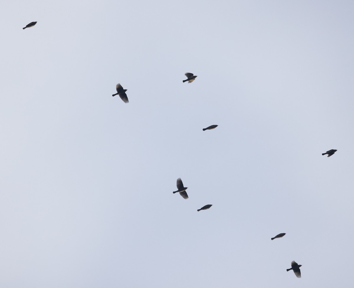 Red-winged Blackbird - ML645257362