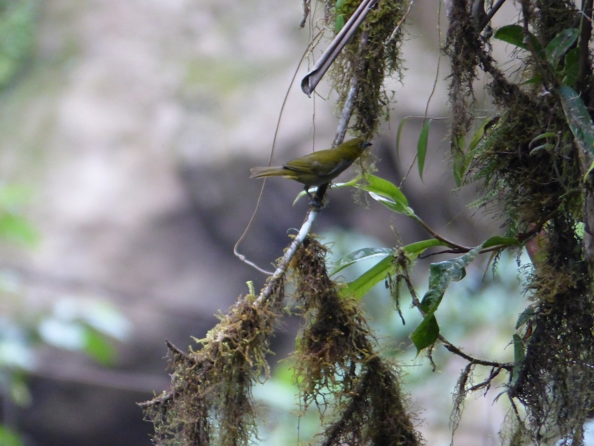 Yellow-throated Chlorospingus - ML645257363