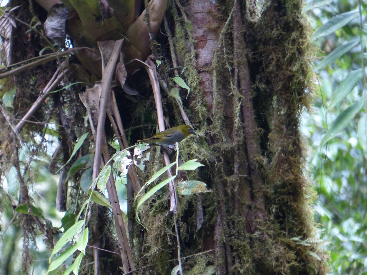 Yellow-throated Chlorospingus - ML645257364