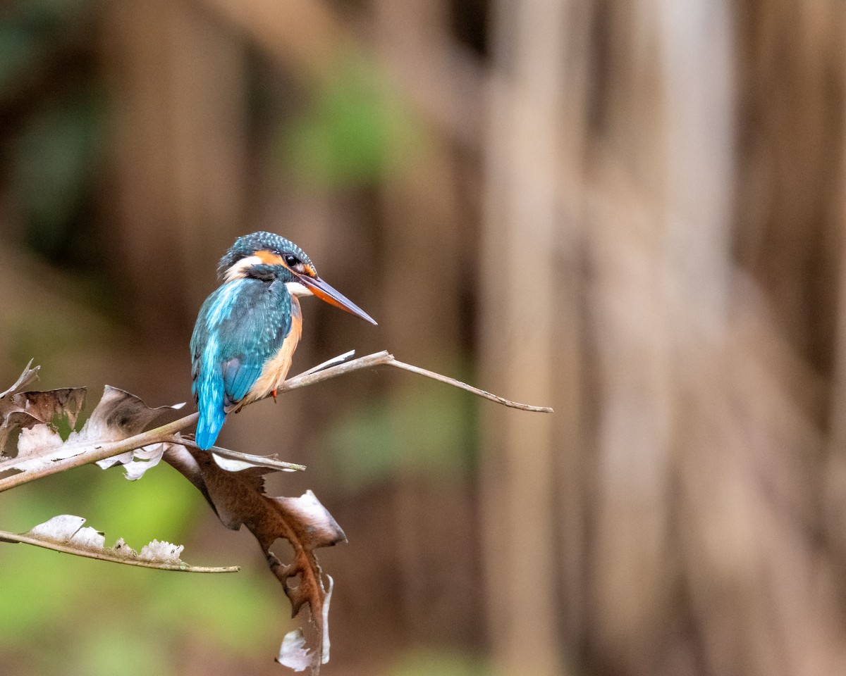 Common Kingfisher - ML645257366