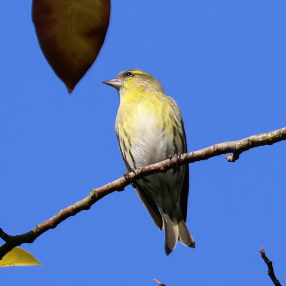 Eurasian Siskin - ML645257367