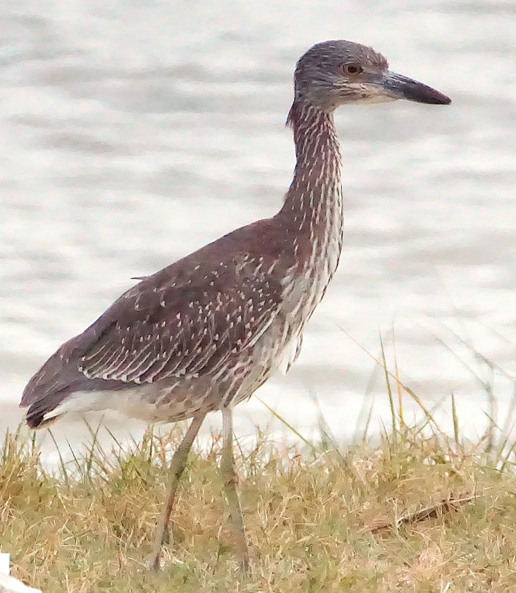 Yellow-crowned Night Heron - ML645257368