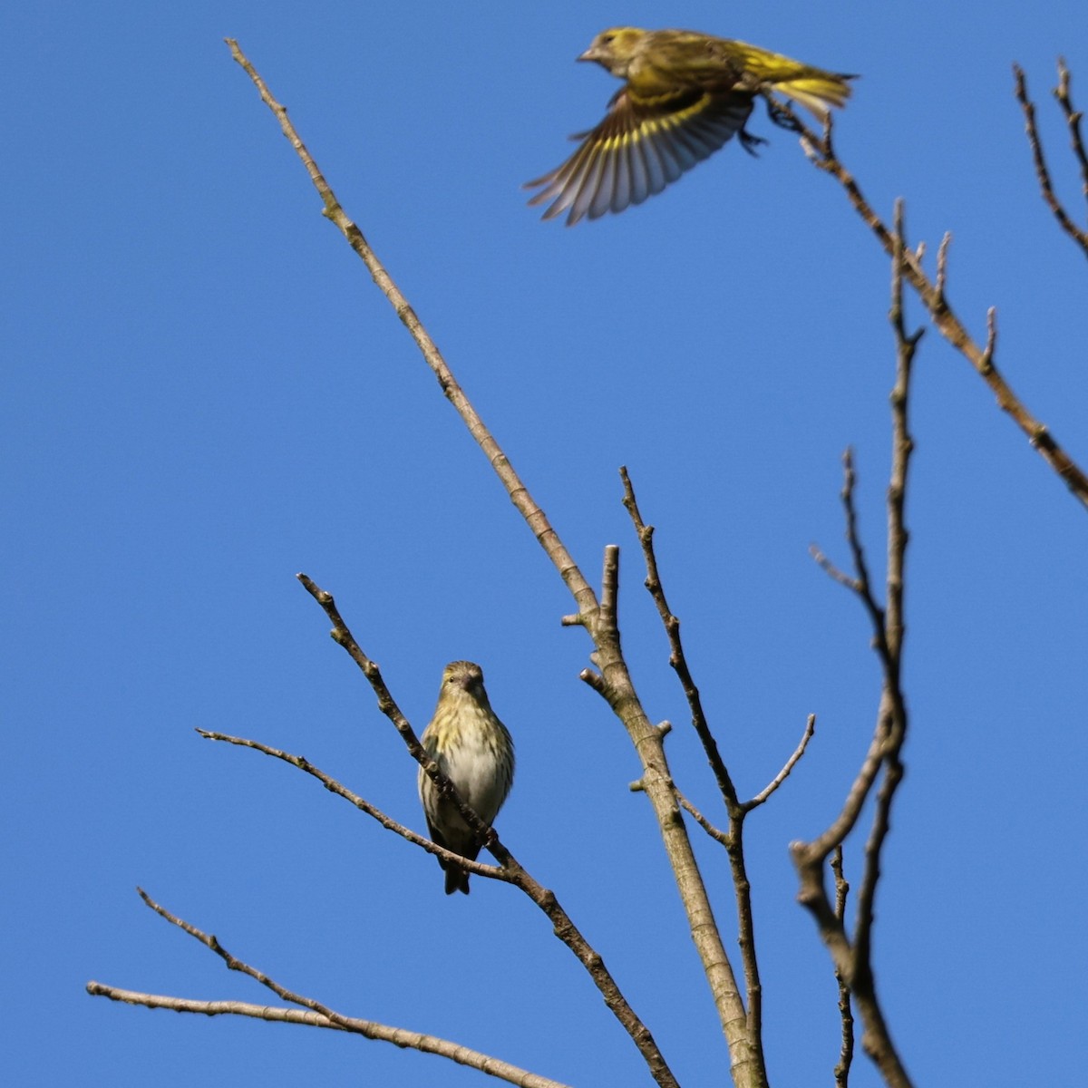 Eurasian Siskin - ML645257370