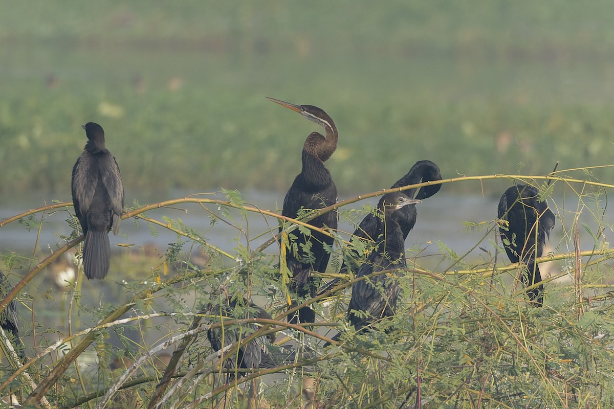 Oriental Darter - ML645257371