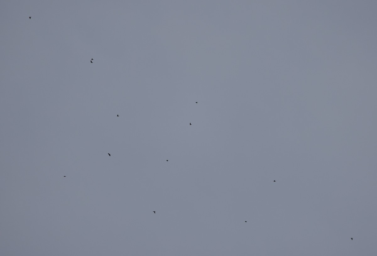 American Robin - ML645257373