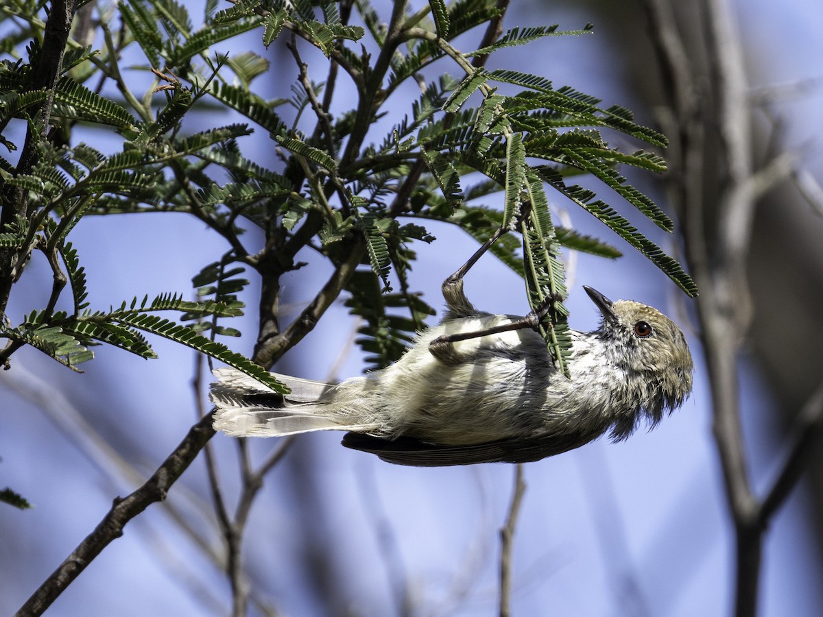 Brown Thornbill - ML645257374