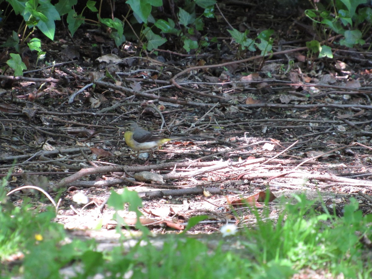 Gray Wagtail - ML645257375