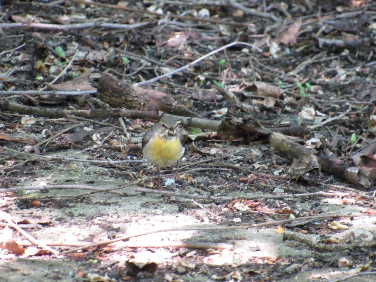 Gray Wagtail - ML645257376