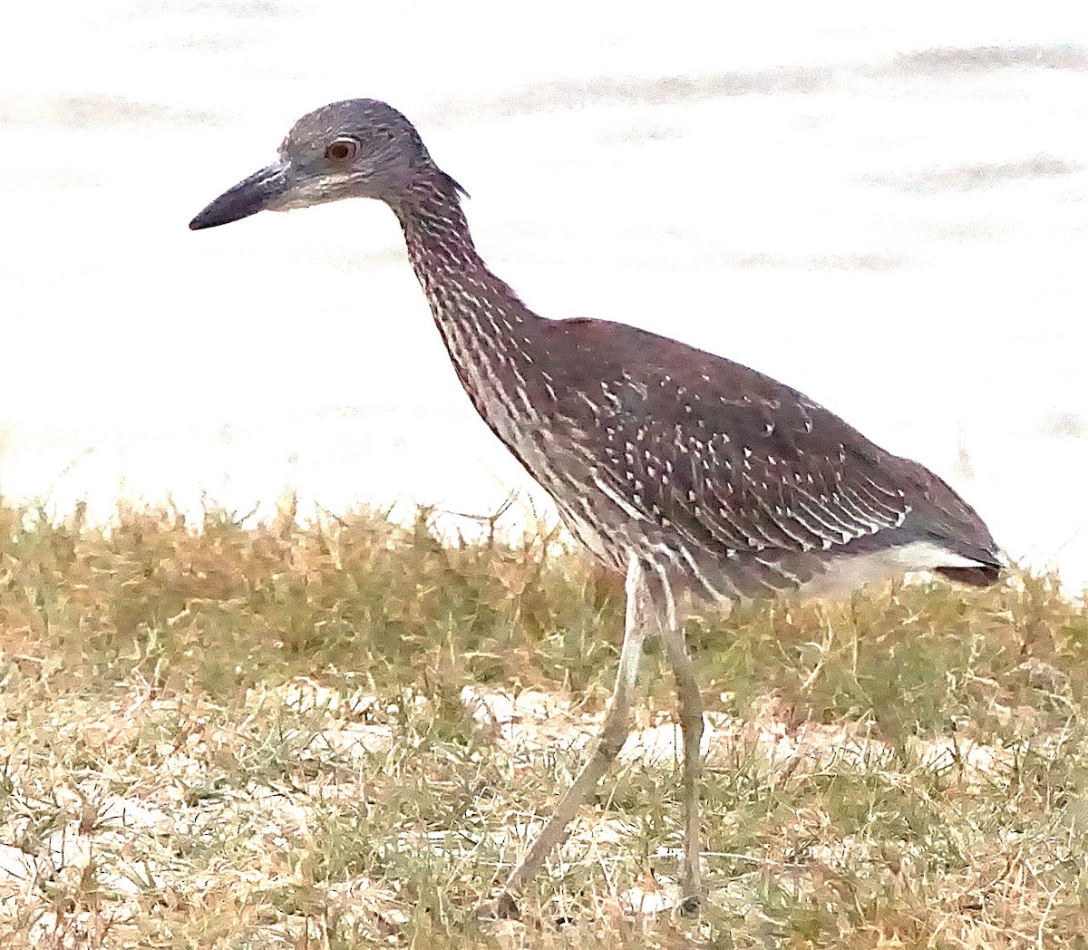 Yellow-crowned Night Heron - ML645257377