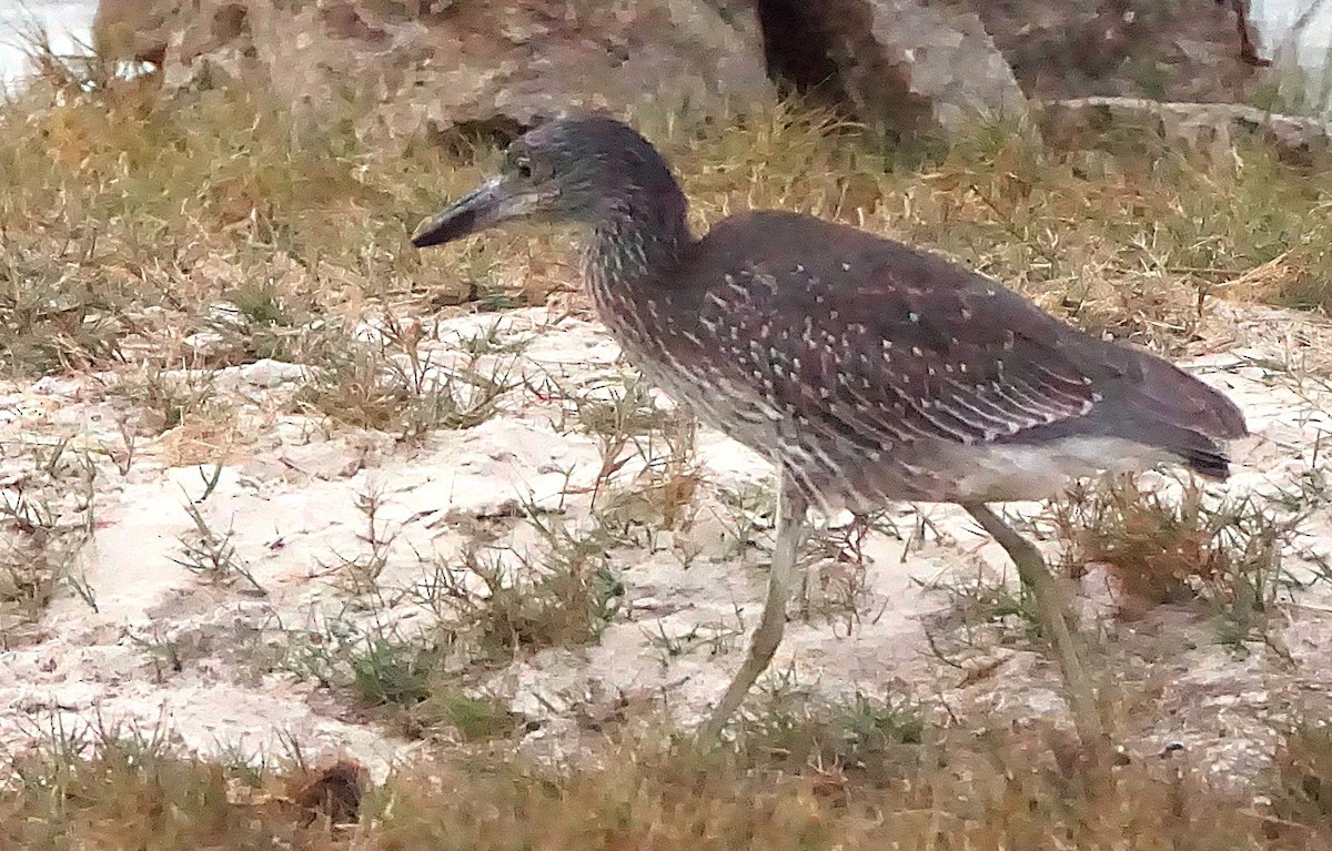 Yellow-crowned Night Heron - ML645257378