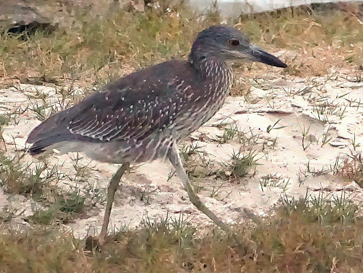 Yellow-crowned Night Heron - ML645257379