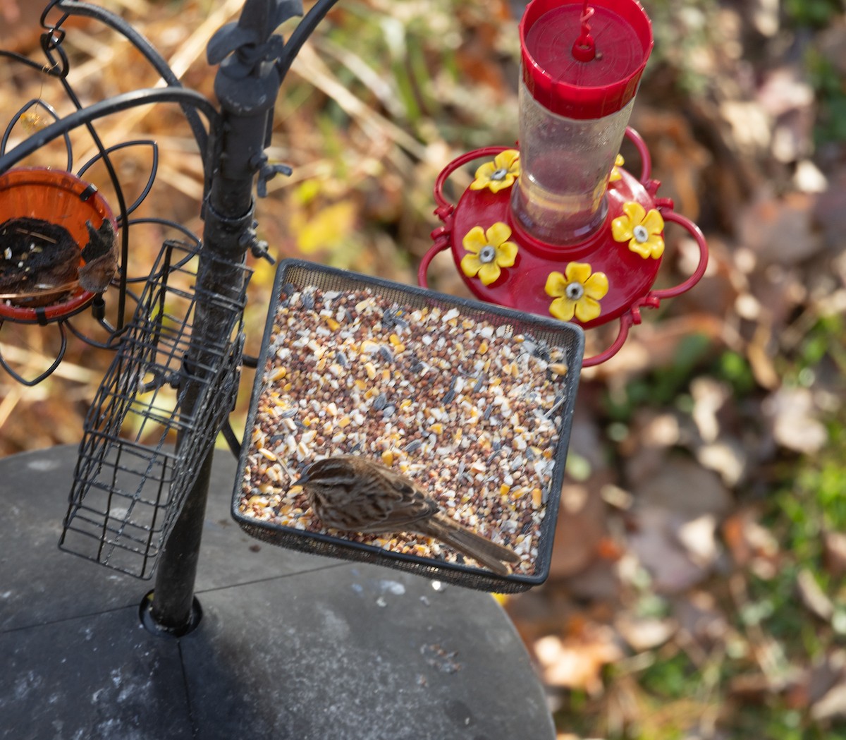 Song Sparrow - ML645257380