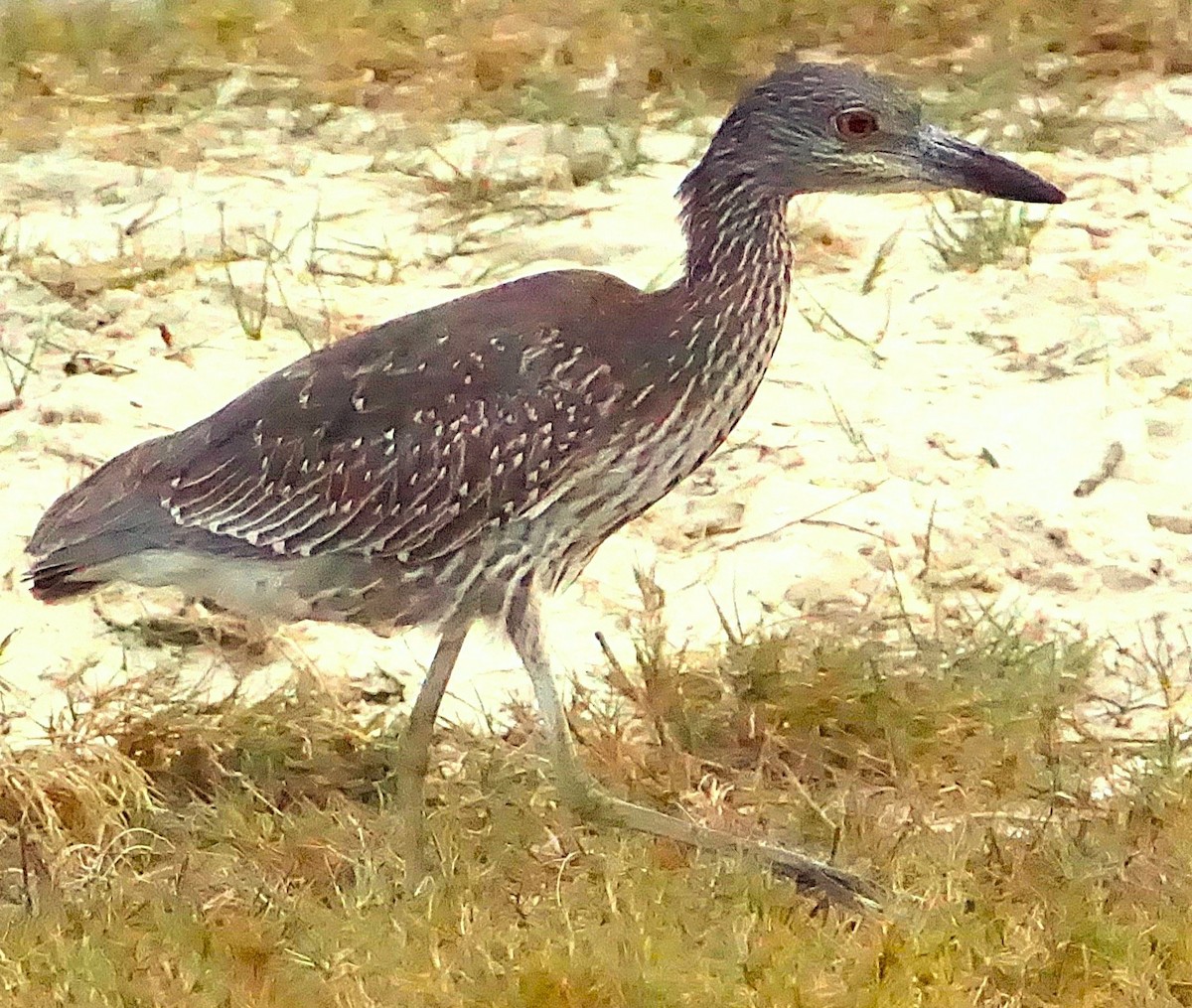Yellow-crowned Night Heron - ML645257381