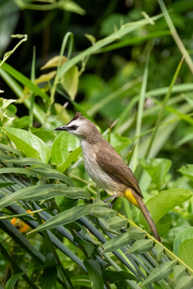 Yellow-vented Bulbul - ML645257382