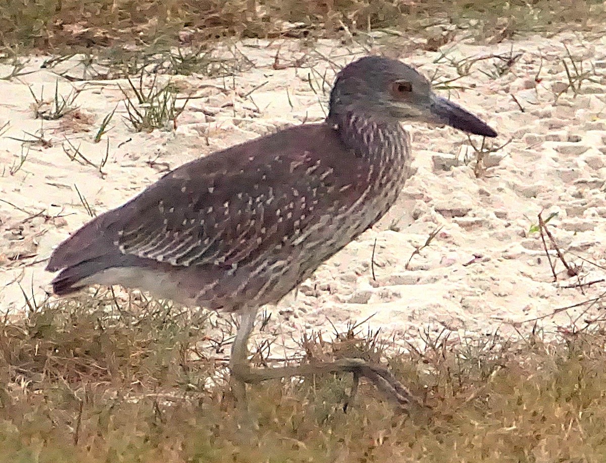 kvakoš žlutočelý - ML645257384