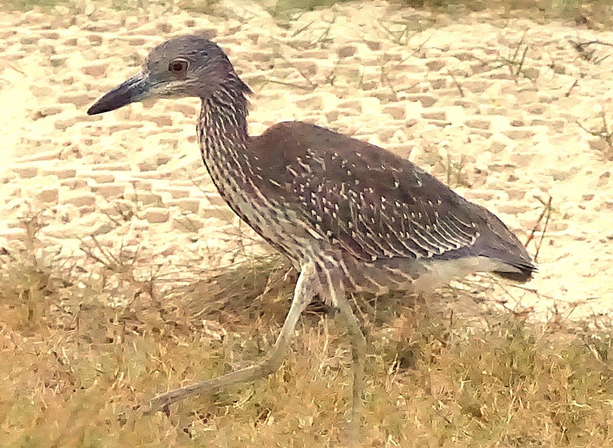 kvakoš žlutočelý - ML645257387